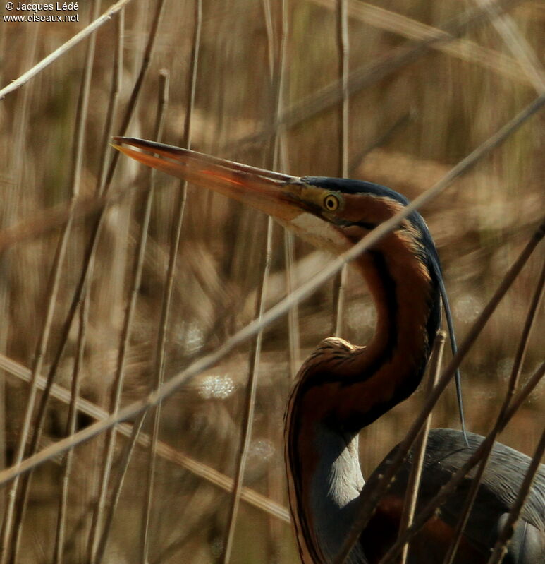 Purple Heron