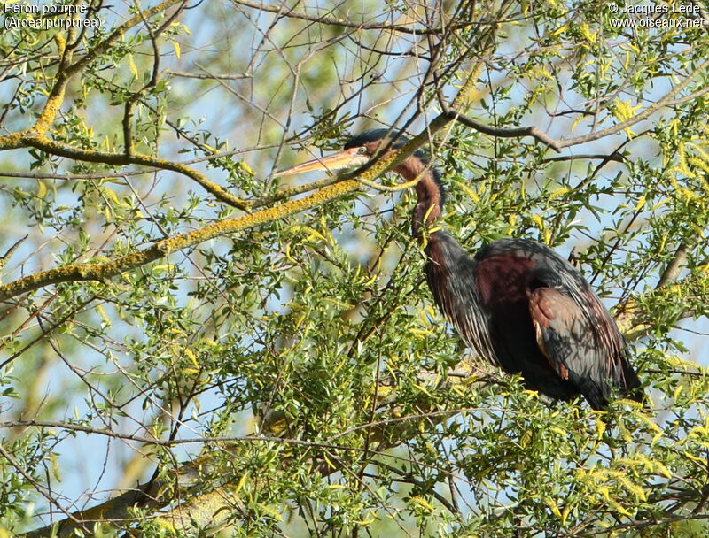 Purple Heron