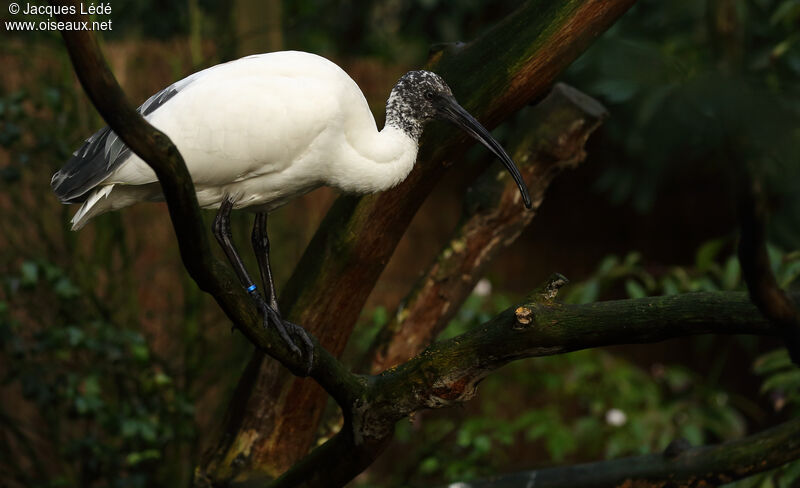 Malagasy Sacred Ibis