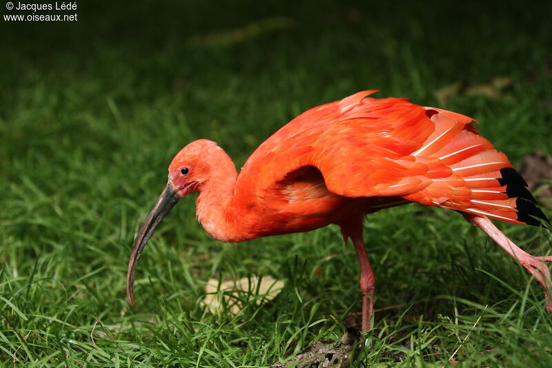 Ibis rouge