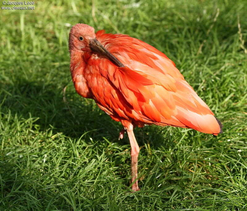 Ibis rouge