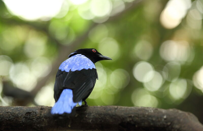 Asian Fairy-bluebird