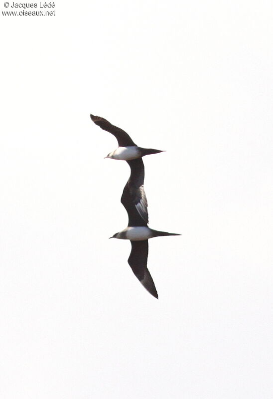 Parasitic Jaeger