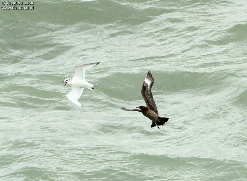 Parasitic Jaeger