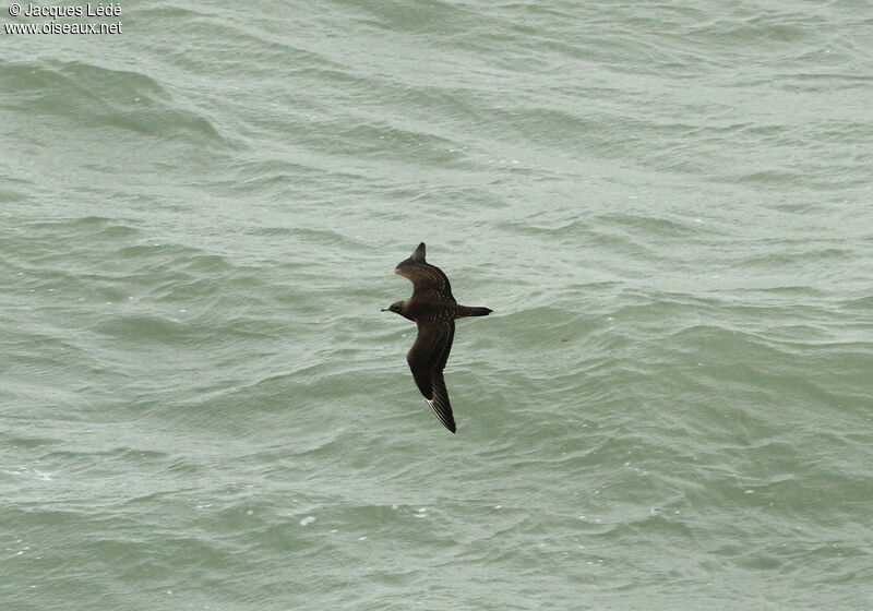 Parasitic Jaeger