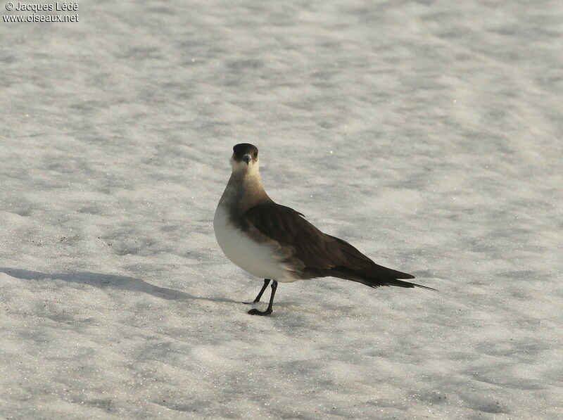 Parasitic Jaeger