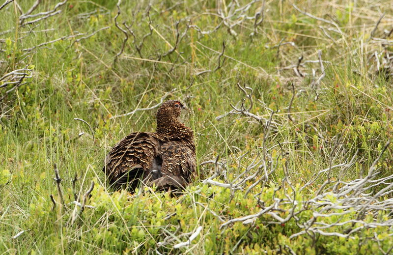 Willow Ptarmigan (scotica)