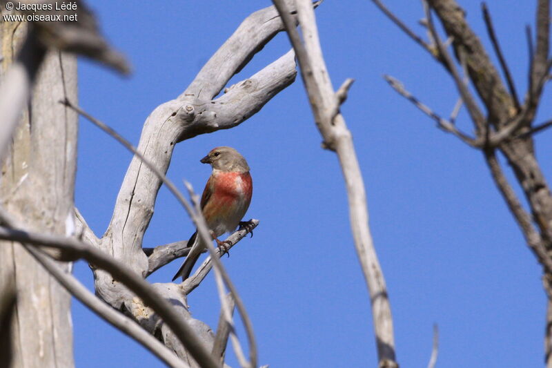 Linotte mélodieuse