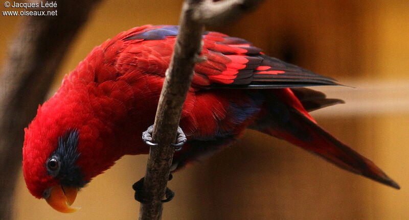 Blue-streaked Lory