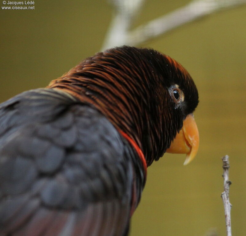 Dusky Lory