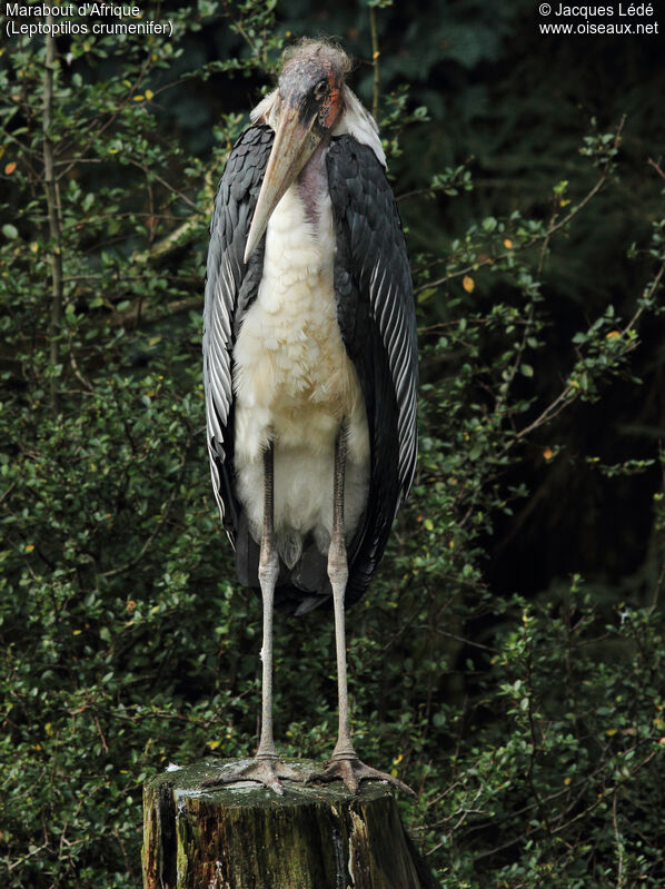 Marabou Stork