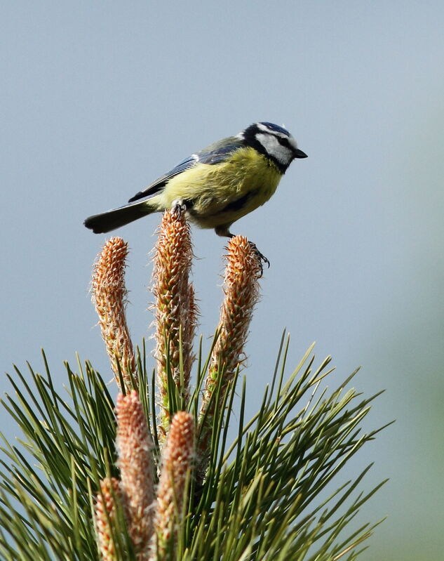 Eurasian Blue Tit