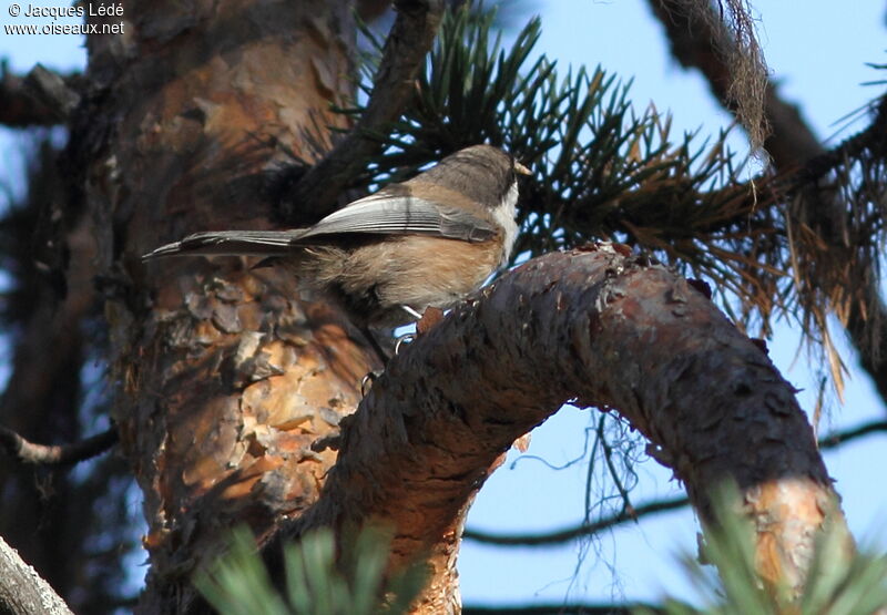 Grey-headed Chickadee