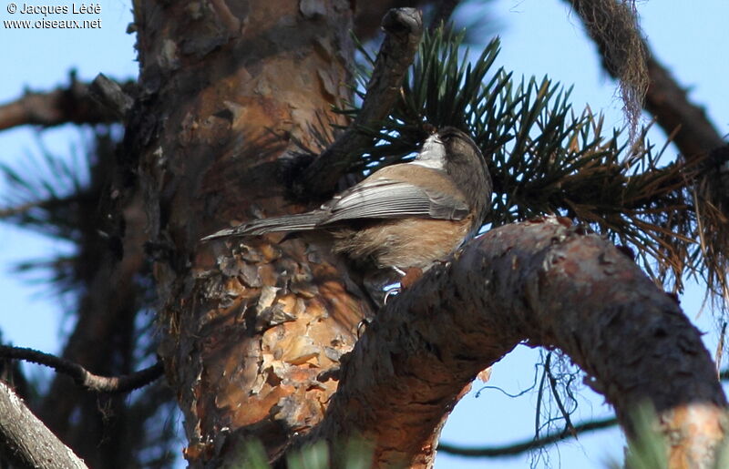 Grey-headed Chickadee