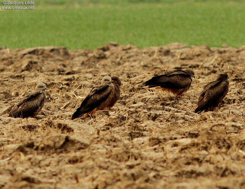 Black Kite