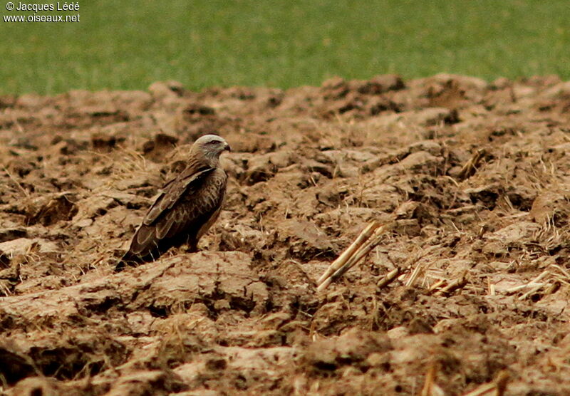 Black Kite