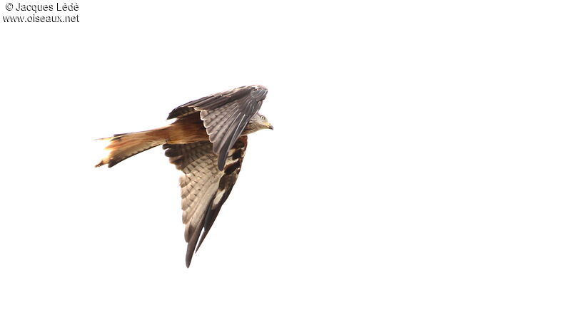 Red Kite