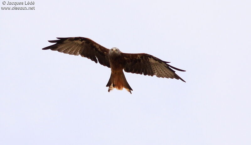 Red Kite