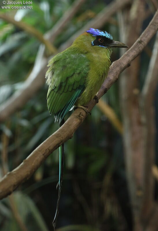 Amazonian Motmot