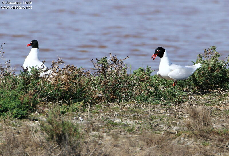 Mediterranean Gull