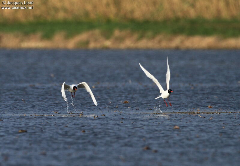 Mediterranean Gull