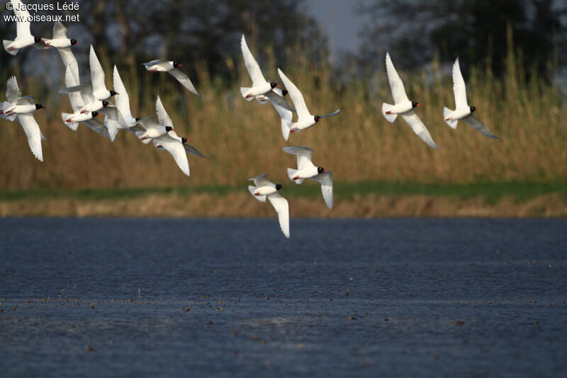 Mediterranean Gull