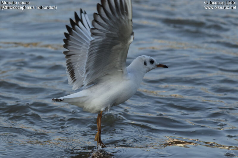 Black-headed Gull