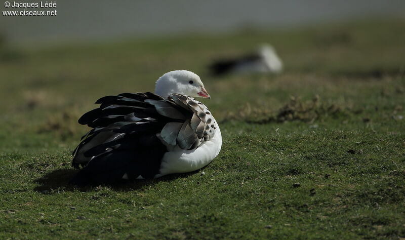 Andean Goose