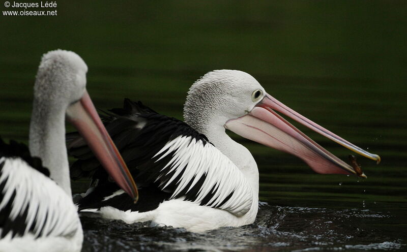 Australian Pelican