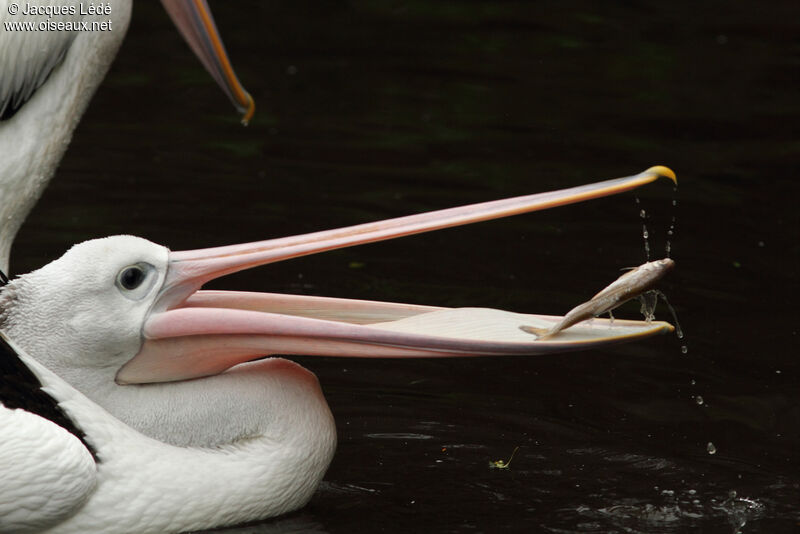 Australian Pelican