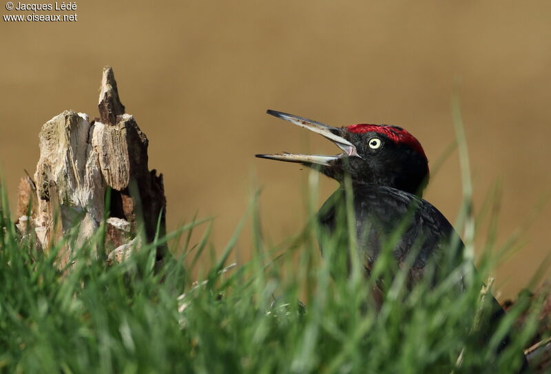 Black Woodpecker