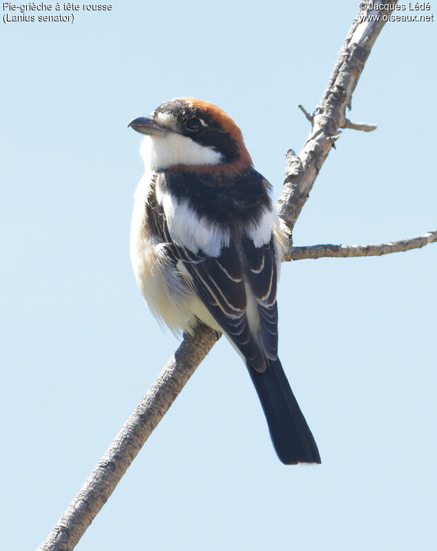 Woodchat Shrike