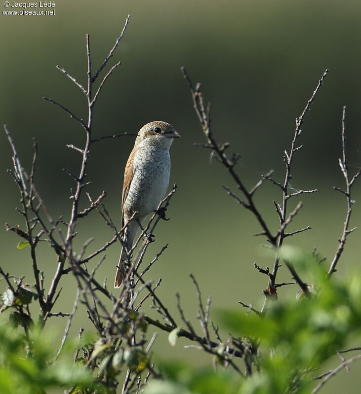 Red-backed Shrike