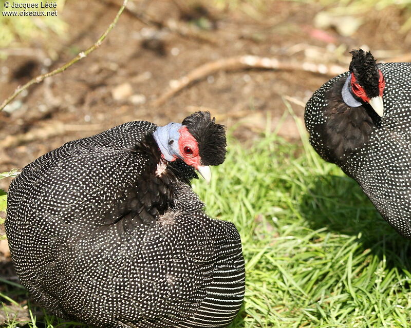 Eastern Crested Guineafowl