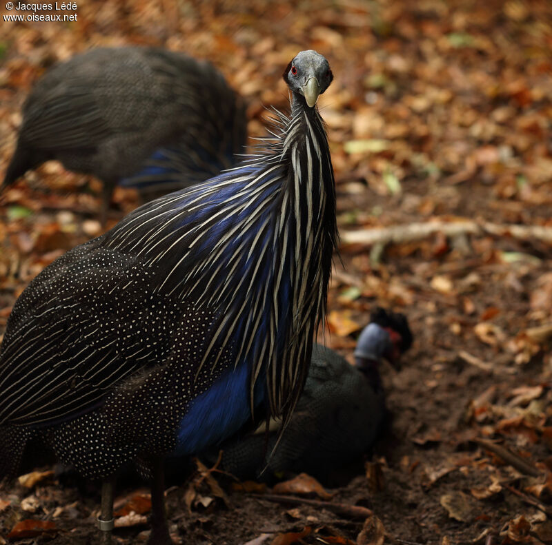 Vulturine Guineafowl