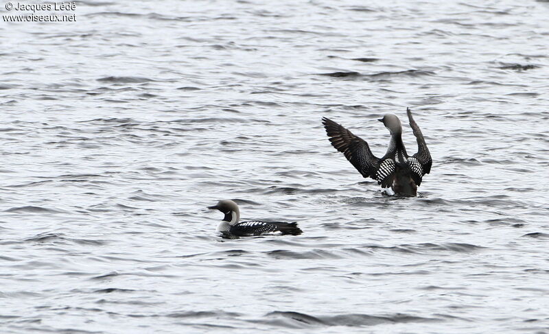 Black-throated Loon