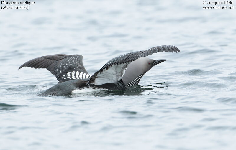 Plongeon arctique