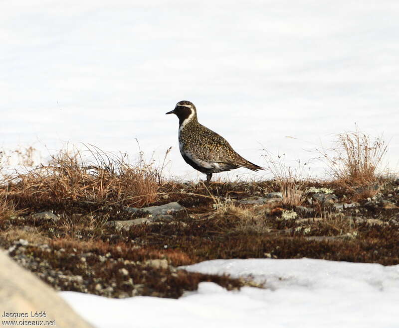 European Golden Plover male adult breeding, habitat