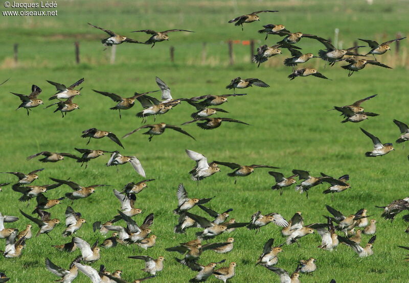 European Golden Plover