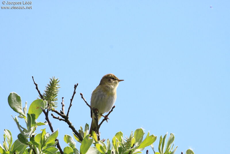 Willow Warbler