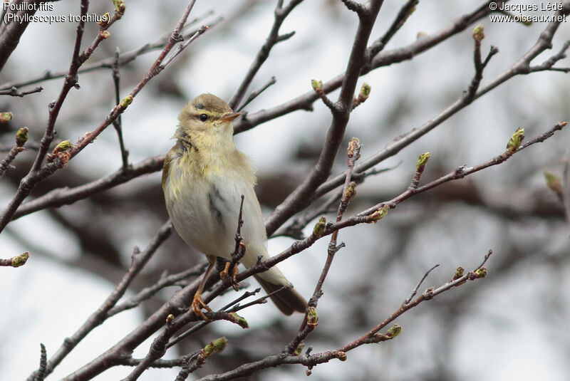 Willow Warbler