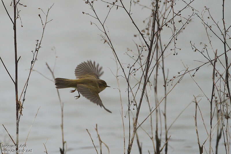 Common Chiffchaffadult, Flight