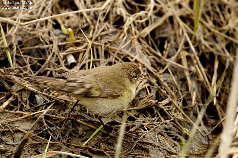 Common Chiffchaff