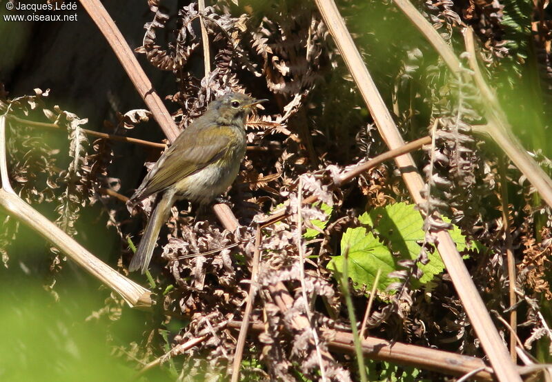 Common Chiffchaff