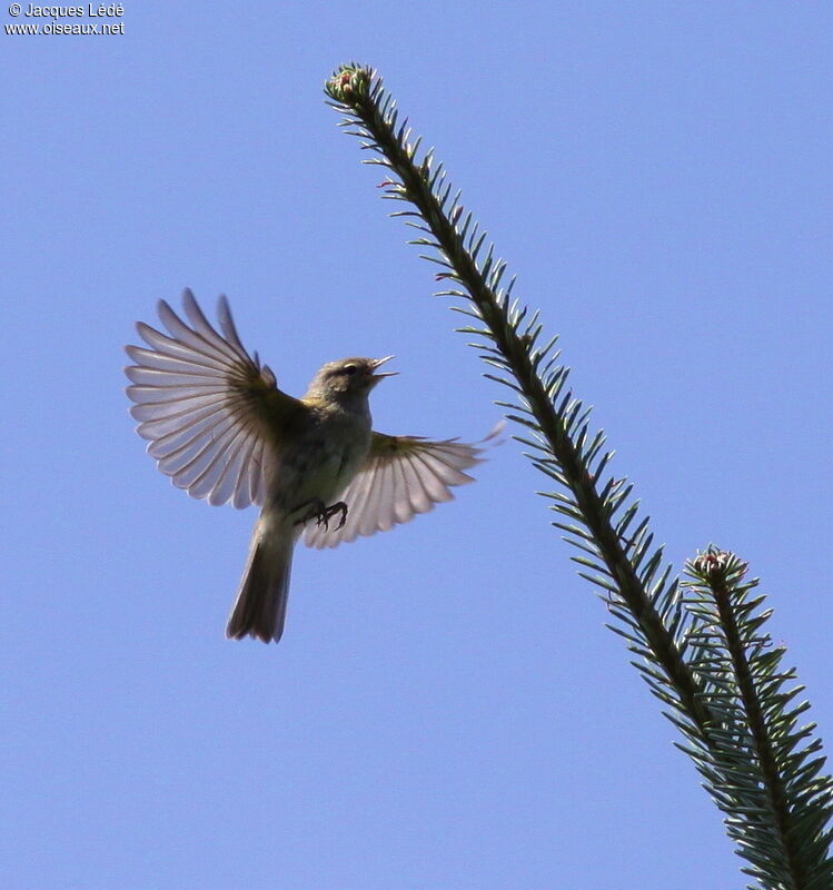 Common Chiffchaff