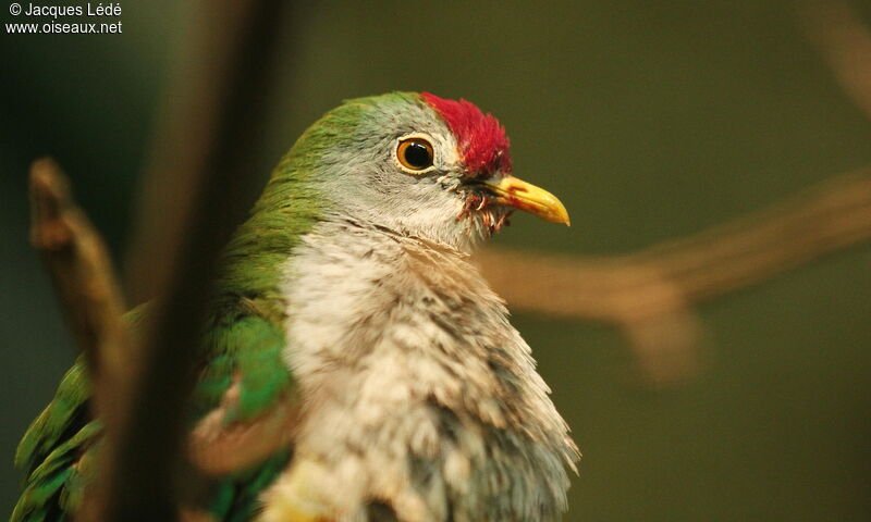 Beautiful Fruit Dove