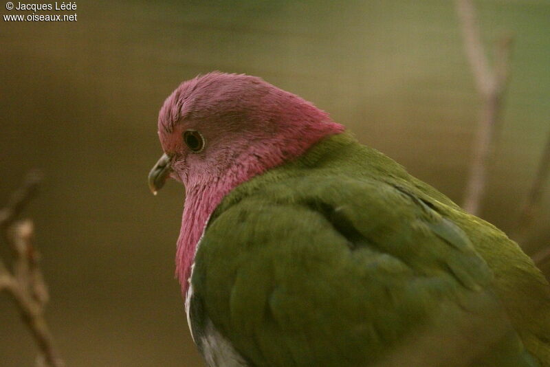 Pink-headed Fruit Dove