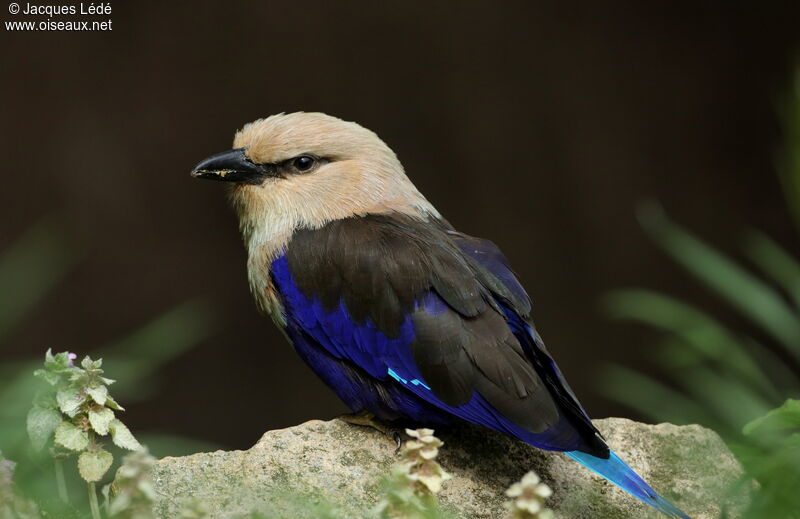 Blue-bellied Roller