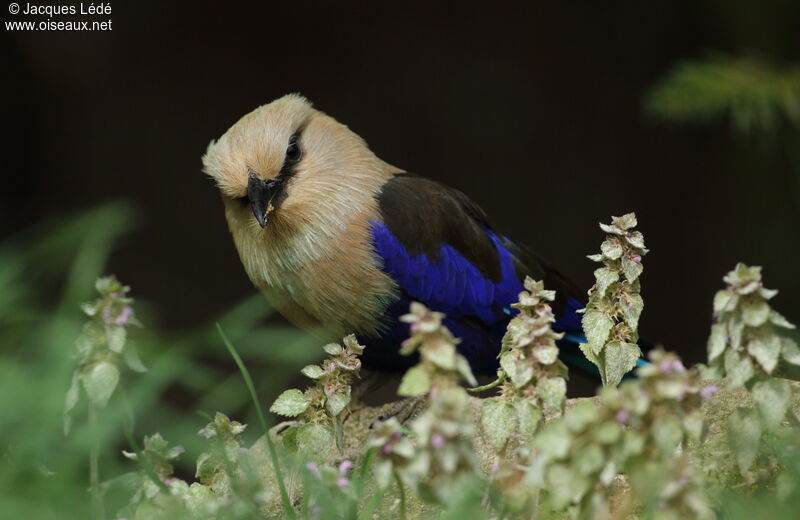 Blue-bellied Roller