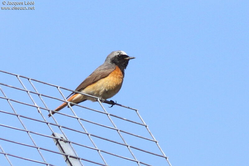 Common Redstart